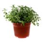 OREGANO NATURAL CULINARIA SOL DIRECTO COMPACTA MACETA 8 PULGADAS AROMA INTENSO