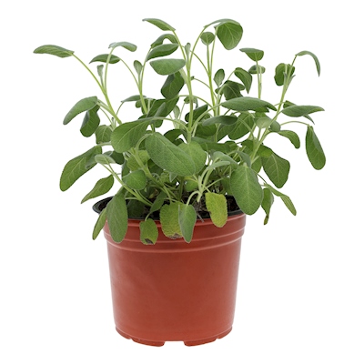 SALVIA NATURAL INTERIOR Y EXTERIOR MEDIA SOMBRA HOJAS ALARGADAS MACETA 8" VERDE