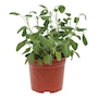 SALVIA NATURAL INTERIOR Y EXTERIOR MEDIA SOMBRA HOJAS ALARGADAS MACETA 8" VERDE