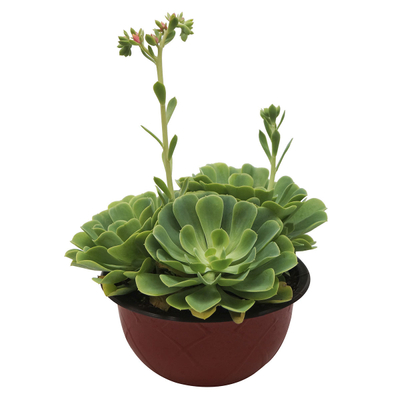SUCULENTA NATURAL INTERIOR EXTERIOR SOL DIRECTO ORNAMENTAL MACETA 10" VERDE