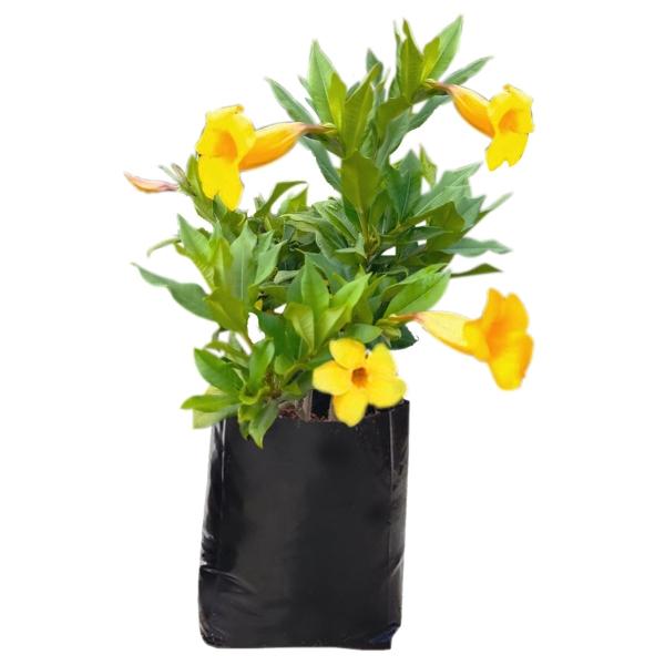 Planta Copa de Oro 35 Lt