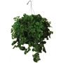 HIERBABUENA NATURAL JARDIN SOL DIRECTO COLGANTE MACETA 10" VERDE