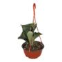 HELECHO NATURAL INTERIOR EXTERIOR LUZ NO ESPECIFICADA COLGANTE MACETA 7.5" VERDE