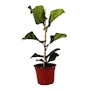 FICUS PANDURATA NATURAL INTERIOR Y EXTERIOR SOL FOLLAJE ORNAMENTAL 66 X 20.32 CM VERDE