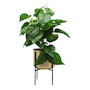 PLANTA DEC. METAL DORADA
