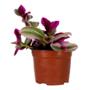 TRADESCANTIA NATURAL INTERIOR Y EXTERIOR SOL DIRECTO ORNAMENTAL MACETA 6" VERDE