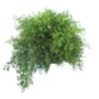 ESPARRAGO SPRENGIERII NATURAL INTERIOR MEDIA SOMBRA COLGANTE MACETA 10 PULGADAS VERDE