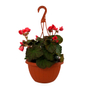 BEGONIA SOLENIA NATURAL INTERIOR EXTERIOR MEDIA SOMBRA COLGANTE MACETA 10 PULGADAS ROSA
