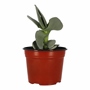 SUCULENTA NATURAL INTERIOR Y EXTERIOR SOL DIRECTO ORNAMENTAL 6" VERDE