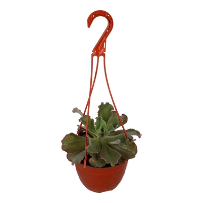 SUCULENTA NATURAL INTERIOR Y EXTERIOR SOL DIRECTO ORNAMENTAL 7.5" VERDE