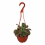 SUCULENTA NATURAL INTERIOR Y EXTERIOR SOL DIRECTO ORNAMENTAL 7.5" VERDE