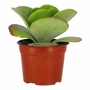 KALANCHOE THYRCIFLORA NATURAL INTERIOR Y EXTERIOR SOL ORNAMENTAL 6" VERDE