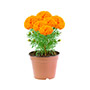 CEMPASUCHIL NATURAL EXTERIOR MEDIA SOMBRA MACETA 8 PULGADAS