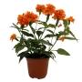 CROSSANDRA NATURAL EXTERIOR SOL O MEDIA SOMBRA MACETA 5 PG FLORES NARANJAS