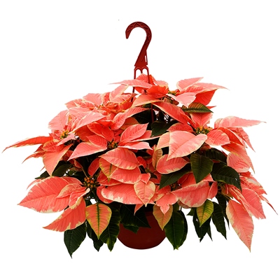 PLANTA NOCHEBUENA MARBLE STAR NATURAL 10 PULGADAS CON MACETA DE PLÁSTICO
