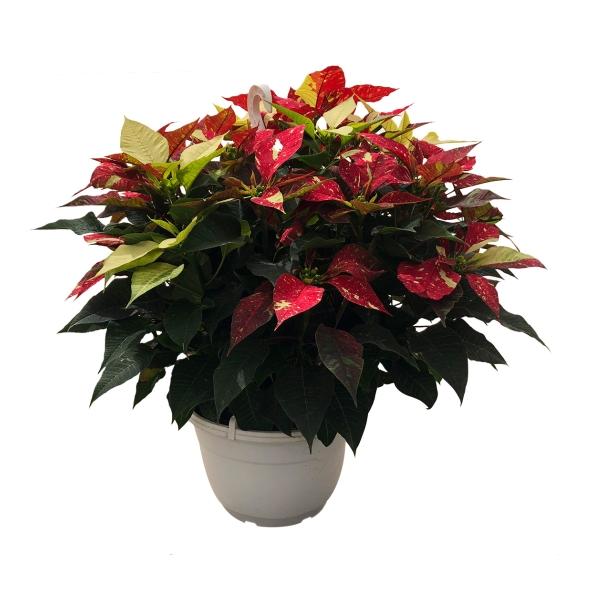 NOCHEBUENA RED GLITTER COLGANTE 10