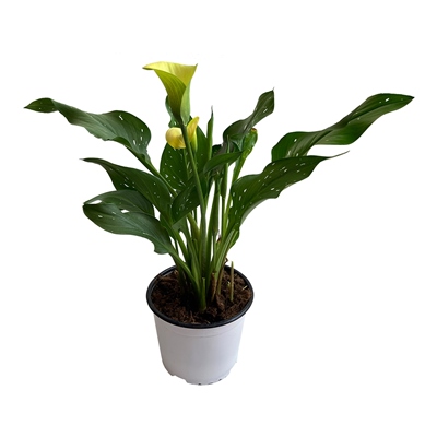 ALCATRAZ NATURAL INTERIOR SOMBRA ORNAMENTAL 26 X 16.5 CM VARIOS COLORES