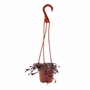 TRADESCANTIA NATURAL INTERIOR Y EXTERIOR SOL DIRECTO COLGANTE MACETA 5 PULGADAS MORADA