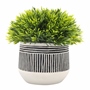 PLANTA DEC. BLANCA/NEGRA CH