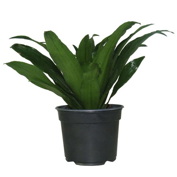 JANET CRAIG COMPACTA NATURAL INTERIOR SOMBRA ORNAMENTAL MACETA 5" VERDE