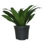 JANET CRAIG COMPACTA NATURAL INTERIOR SOMBRA ORNAMENTAL MACETA 5" VERDE