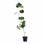 PLANTA ARCOIRIS NATURAL EXTERIOR SOL DIRECTO ORNAMENTAL MACETA 8" VERDE