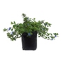SALVIA NATURAL EXTERIOR SOL DIRECTO ORNAMENTAL 24 X 34 CM AZUL