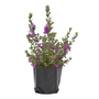 CENIZO NATURAL EXTERIOR SOL DIRECTO ORNAMENTAL 45 X 32 CM MORADO