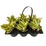 SANSEVIERIA NATURAL INTERIOR FOLLAJE ORNAMENTAL SIX PACK VERDE