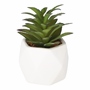 PLANTA DEC. BLANCA SUCULENTA B
