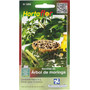 SEMILLAS DE ÁRBOL DE MORINGA VERDE HORTAFLOR 10 PIEZAS
