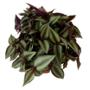 TRADESCANTIA ZEBRINA NATURAL INTERIOR MEDIA SOMBRA COLGANTE MACETA 6" VERDE