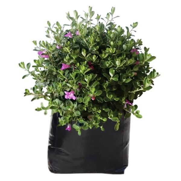 CENIZO NATURAL EXTERIOR SOL ARBUSTIVO MACETA 27 GRIS