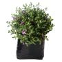 CENIZO NATURAL EXTERIOR SOL ARBUSTIVO MACETA 27 GRIS