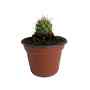 CACTUS NATURAL JARDIN SOL DIRECTO MACETA 3"
