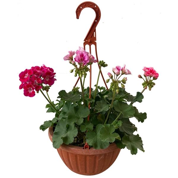 GERANIO MALVON NATURAL EXTERIOR MEDIA SOMBRA COLGANTE MACETA 10 PULGADAS