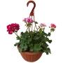 GERANIO MALVON NATURAL EXTERIOR MEDIA SOMBRA COLGANTE MACETA 10 PULGADAS