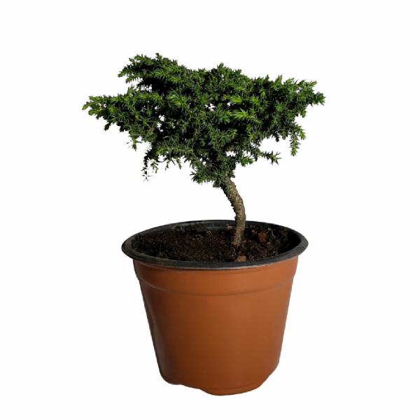 PLANTA JUNIPERO VARIEDAD 4 PG