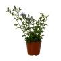 PLUMBAGO NATURAL EXTERIOR SOL MACETA 17.78 CM