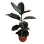 HULE NATURAL INTERIOR SOL ORNAMENTAL MACETA 7 " VERDE