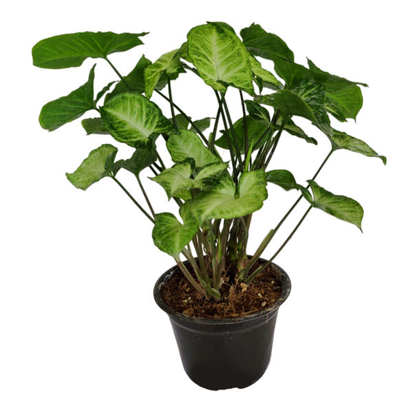 SINGONIO NATURAL FOLLAJE MACETA 5 " VERDE