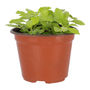 DURANTA NATURAL EXTERIOR SOL DIRECTO ARBUSTIVO MACETA 5 " VERDE