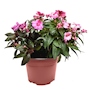 BELEN NATURAL EXTERIOR MEDIA SOMBRA MACETA 8 PULGADAS FLORES MULTICOLOR