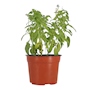 SALVIA NATURAL INTERIOR MEDIA SOMBRA ORNAMENTAL MACETA 6 " VERDE