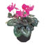CYCLAMEN NATURAL INTERIOR SOMBRA MACETA 15 CM