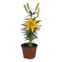 LILI NATURAL INTERIOR SOMBRA MACETA 6 PULGADAS FLORES MULTICOLOR