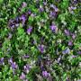 SET D/8 PZ FOLLAJE LAVANDA 50X50CM