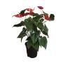 PLANTA ANTHURIO 7" NATURAL PARA INTERIOR