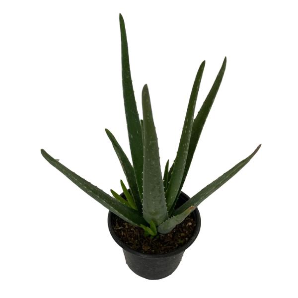 ALOE VERA NATURAL INTERIOR Y EXTERIOR SOL ORNAMENTAL MACETA 5" VERDE