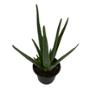 ALOE VERA NATURAL INTERIOR Y EXTERIOR SOL ORNAMENTAL MACETA 5" VERDE